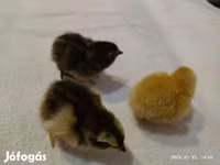 Quails — الصورة 2