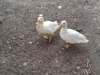 Ducks — ảnh 2