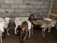 Capra, Saanen goat — foto 2