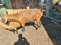 Buk, Geder — foto 1