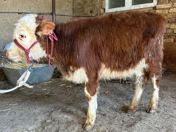 Bovinos (lote, sexo no especificado), Simmental cattle — Kazajistán