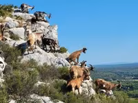 Κατσίκα, Κατσίκες — φωτογραφία 1