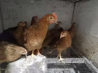 Chickens — foto 5