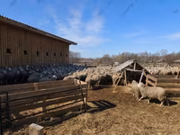 Ram, Kazakh fat-tailed coarsewool sheep — photo 5