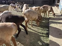 Ovan, Arashan sheep — fotografija 1