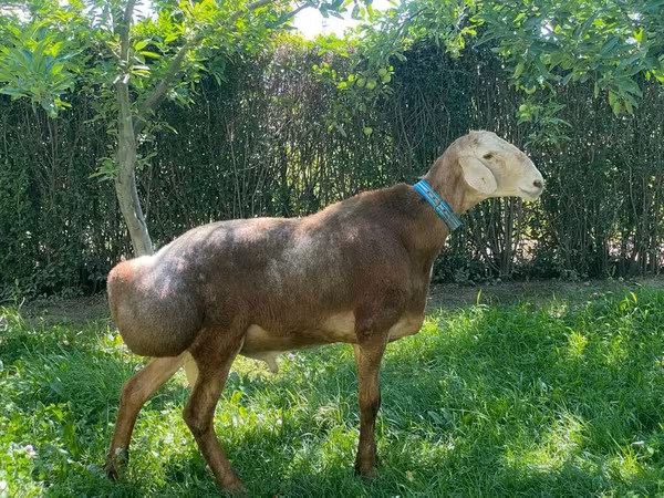 Sheep, Sheep — Kyrgyzstan