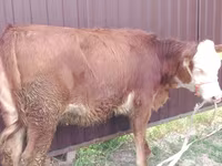 பசு, Swiss cattle — புகைப்படம் 1