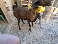 قوچ, گوسفند — عکس 7
