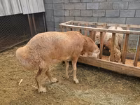Κριός, Arashan sheep — φωτογραφία 5