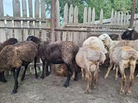 بز نر, بز — عکس 7