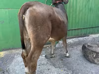 Lo’, Swiss cattle — sawirka 3
