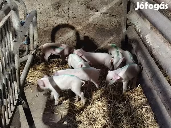 Babi betina, Pigs