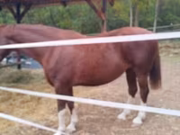 母马, Dutch warmblood horse — 照片 2