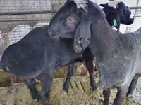 Berbec, Blackheaded Persian sheep — foto 1