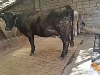 Mucca, Simmental cattle — foto 3