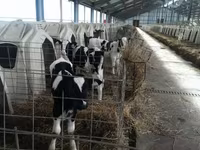 Touro, Raça Holstein — foto 1