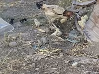 Chickens — Foto 3