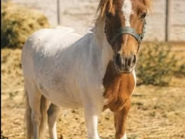 Farasi dume, Farasi