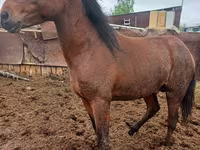 Άλογο, Horse breed — φωτογραφία 3