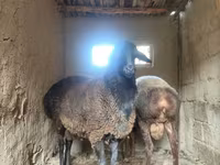مینڈھا, بھیڑیں — تصویر 3