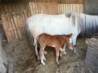 Koń, Konie — zdjęcie 3
