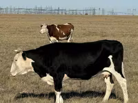 암소, Simmental cattle — 사진 4