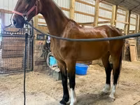 گھوڑی, Dutch warmblood horse — تصویر 4