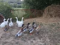Ducks — foto 1