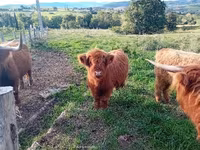 ላም, Highland — ፎቶ 2