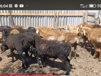 Beran, Kazakh fat-tailed coarsewool sheep — foto 4