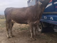 Mucca, Bovini — foto 1