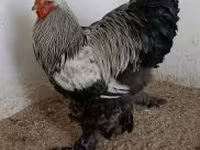 براهما — الصورة 3