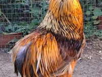 Chickens — عکس 2