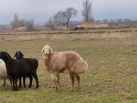 Dume la kondoo, Arashan sheep — picha 5