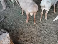 Dume la kondoo, Rhon sheep — picha 3
