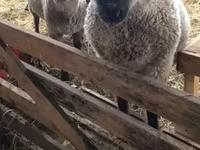 Sheep, Blackheaded Persian sheep — photo 1