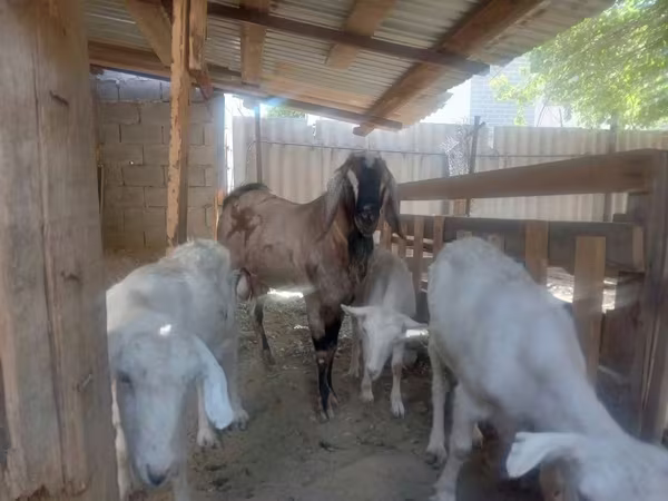 بز نر, بز