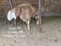 قوچ, Arashan sheep — عکس 1