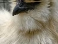 सिल्की — फ़ोटो 2