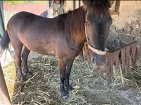 Kobila, Коњи — fotografija 4