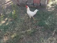 Chickens — Foto 1