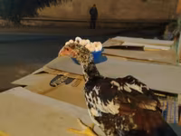 Chickens — รูปภาพ 2