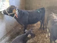 Bulle, Swiss cattle — Foto 6