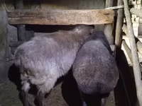 ცხვარი, Adal sheep — ფოტო 2