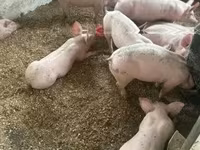 Pigs (batch, sex not specified) — photo 3