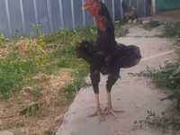 Chickens — عکس 1