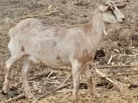 بز ماده, Nubian Goat — عکس 2