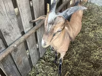 Kozel, Nubian Goat — foto 5