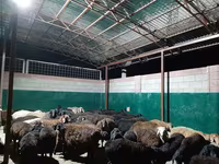 قوچ, گوسفند — عکس 5