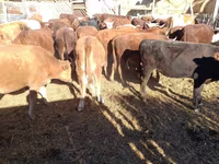 گاو ماده, گاو سفیدسر قزاقستانی — عکس 3